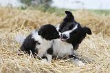 BORDER COLLIE 623
